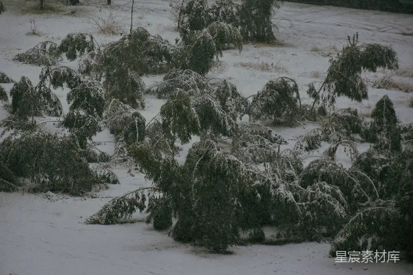高清摄影 雪后的松树