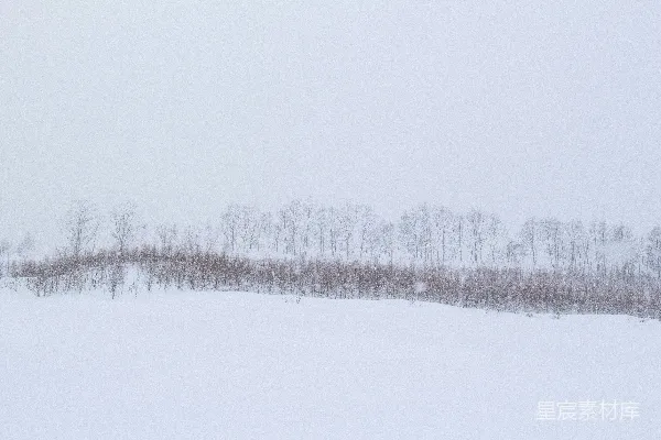 高清摄影 冬日雪景中的静谧树林