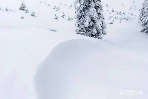 高清摄影 雪中的松树