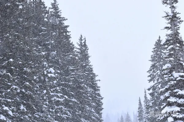 高清摄影 雪中的松树林