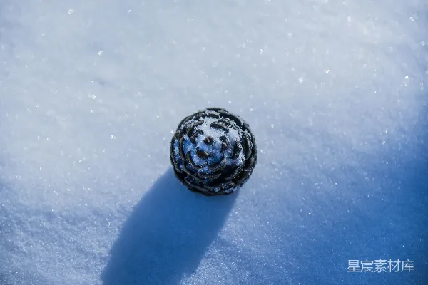 高清摄影 雪地松果