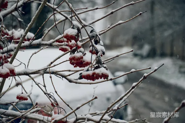 高清摄影 冬日雪中的红色浆果