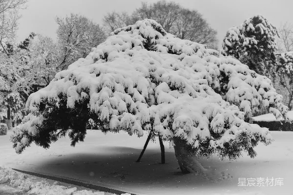 高清摄影 冬日雪景中的松树