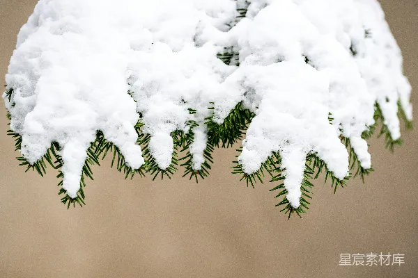 高清摄影 冬日松枝雪景