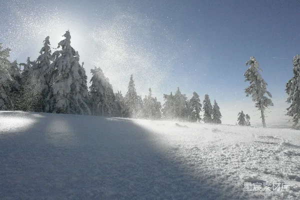 高清摄影 冬日雪景：阳光下的松树林