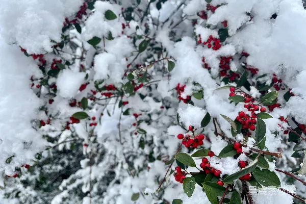 高清摄影 冬日雪景中的红果子