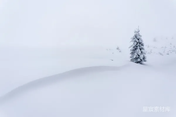 高清摄影 雪地里的孤树