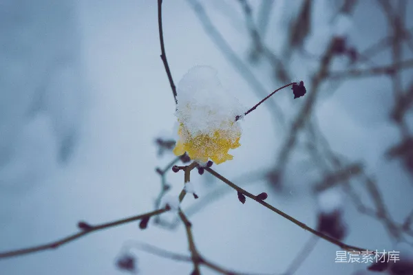 高清摄影 雪中枯叶