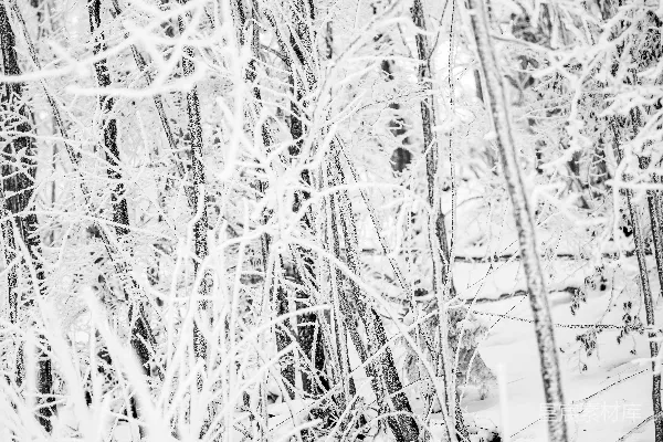 高清摄影 冬日森林雪景