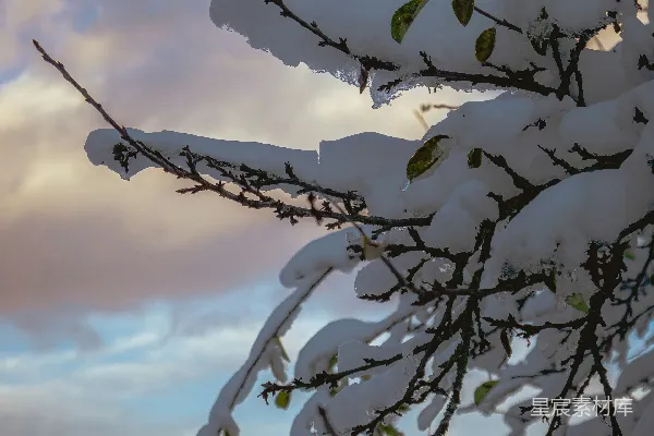 高清摄影 冬日树梢上的雪景
