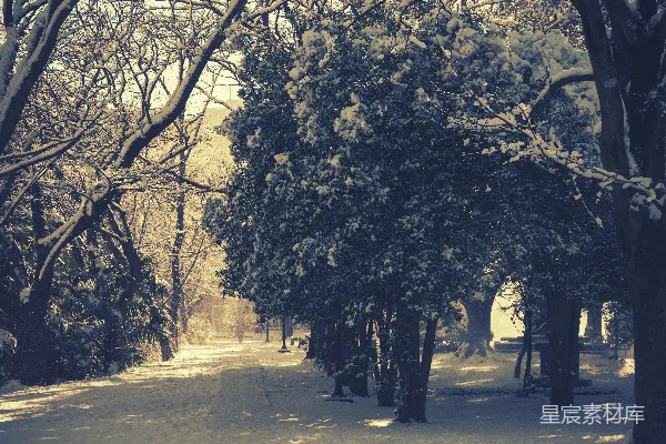 高清摄影 冬日雪景中的静谧小径