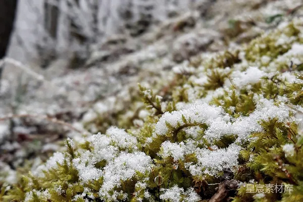 高清摄影 雪覆苔藓的宁静冬日