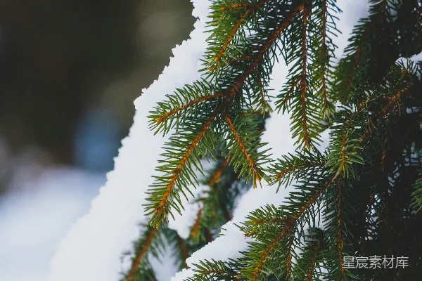 高清摄影 雪中的松枝