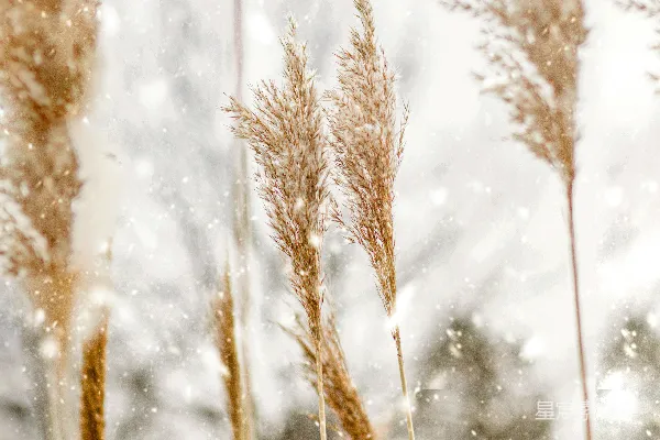 高清摄影 冬日雪景中的干草