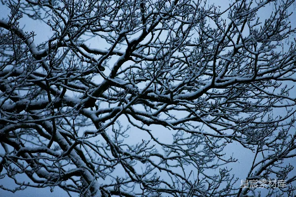 高清摄影 冬日雪景中的枝条
