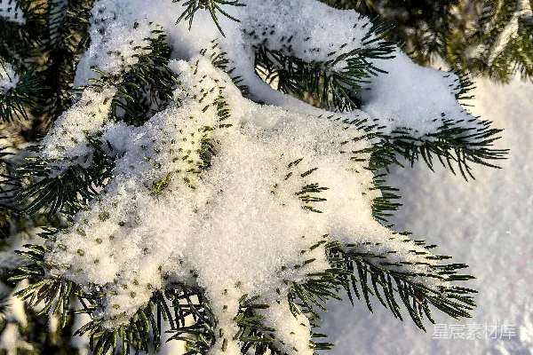 高清摄影 冬日松枝上的雪花星星