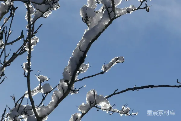 高清摄影 冬日雪景下的树枝