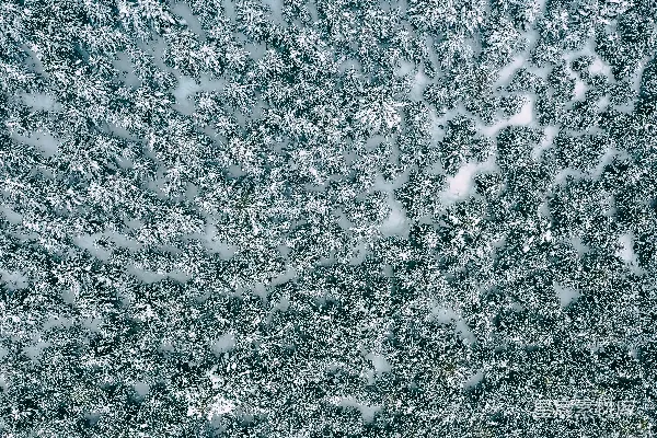 高清摄影 雪覆盖的松树林航拍