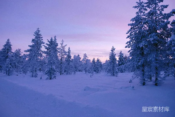 高清摄影 冬日雪景中的静谧森林