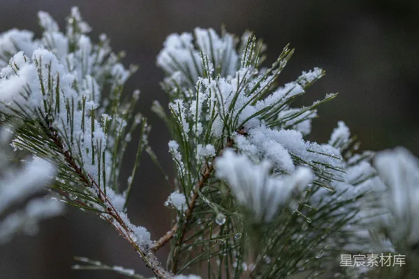 高清摄影 冬日松枝上的雪景