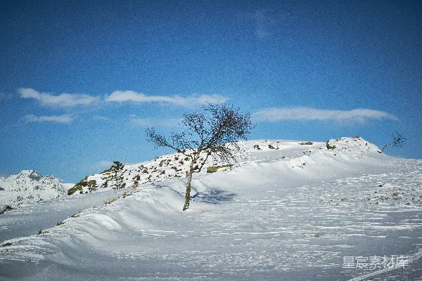 高清摄影 雪后的孤独树
