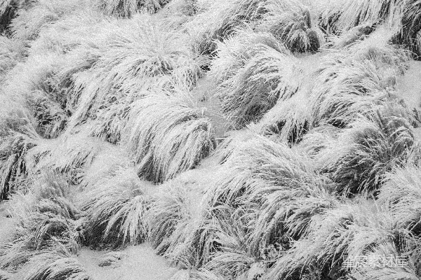 高清摄影 雪地中的草丛