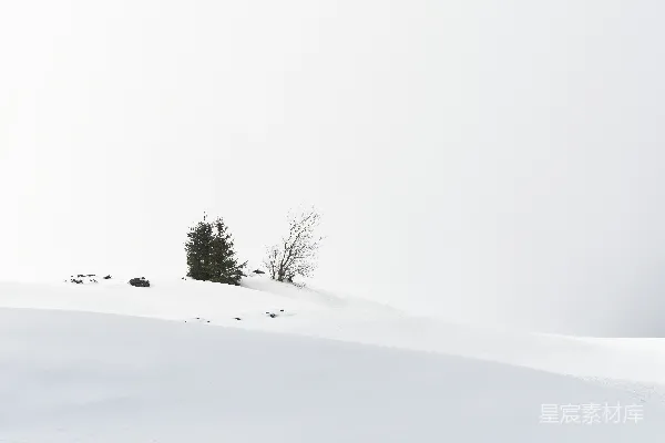 高清摄影 雪地中的孤树