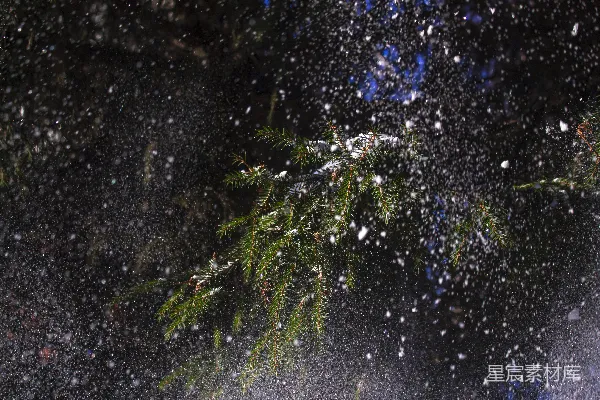 高清摄影 冬夜松枝上的雪花