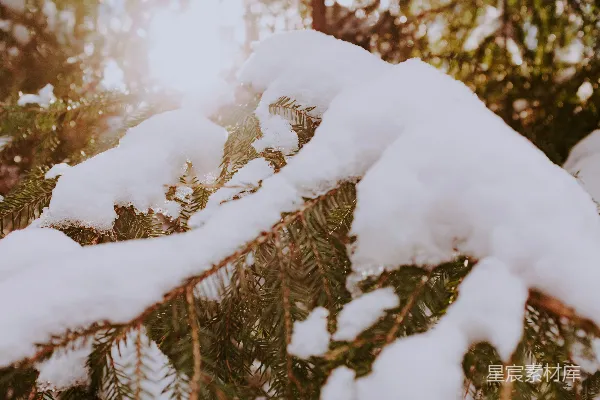 高清摄影 冬日松枝上的雪景