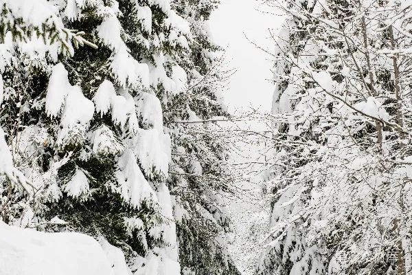 高清摄影 雪中森林小径