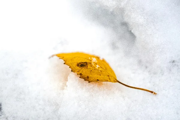 高清摄影 雪地里的黄色落叶