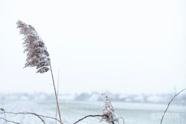 高清摄影 冬日雪地中的芦苇
