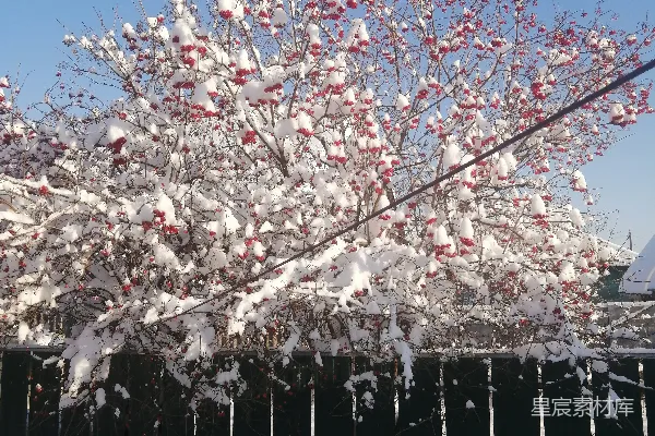 高清摄影 冬日雪景中的红果树