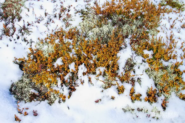 高清摄影 雪地中的多彩植物