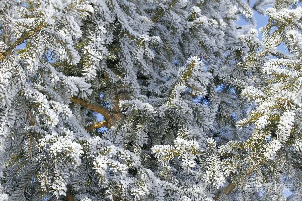 高清摄影 冬日松枝雪景