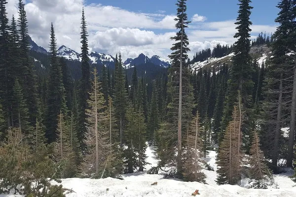 高清摄影 雪山松林间的宁静