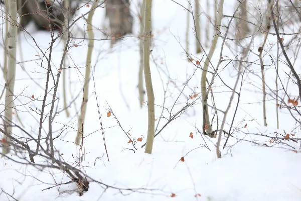 高清摄影 雪地中的白桦树