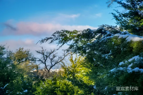高清摄影 冬日雪景中的常青树