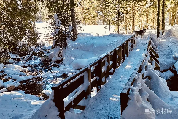 高清摄影 冬日雪景中的木桥与哈士奇