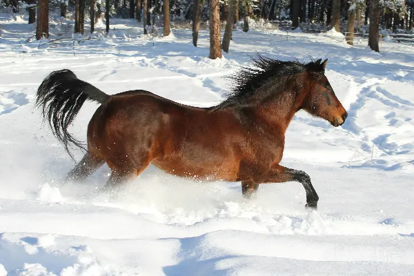 高清摄影 雪地疾驰的骏马