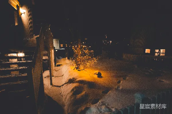 高清摄影 冬夜里的小树与灯光