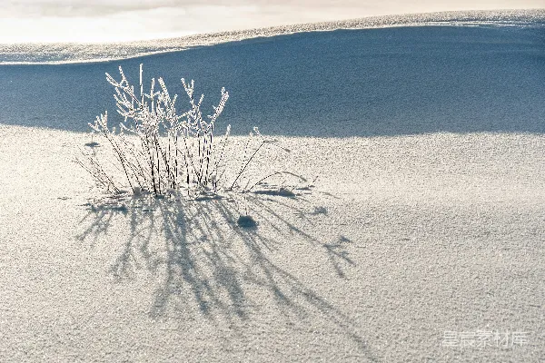 高清摄影 冬日雪地中的小灌木