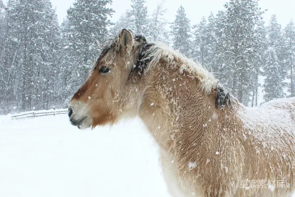 高清摄影 雪中的马