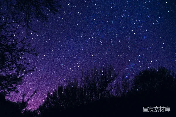 高清摄影 夜空下的树影