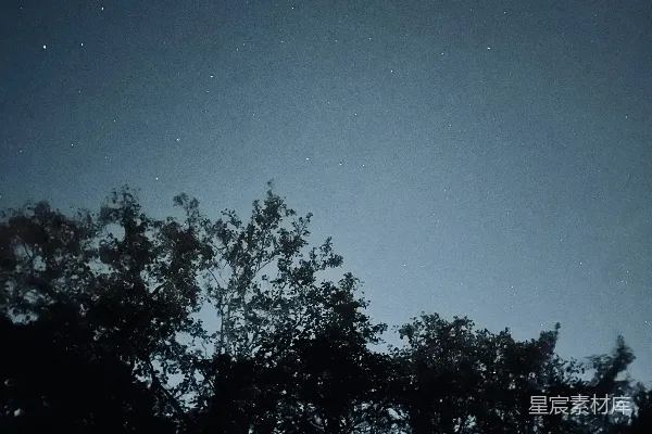高清摄影 夜空中繁星点点与树梢剪影