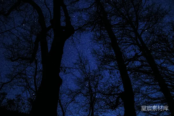 高清摄影 夜空下的树木剪影