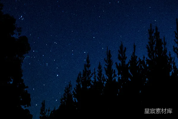 高清摄影 夜幕下的松林