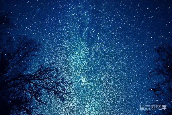 高清摄影 夜空下的繁星与树影