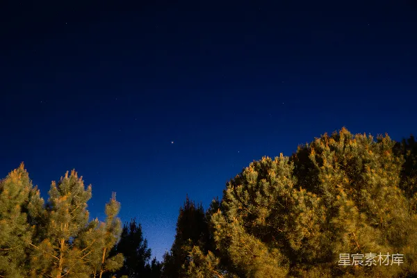 高清摄影 夜空中的松树与星星