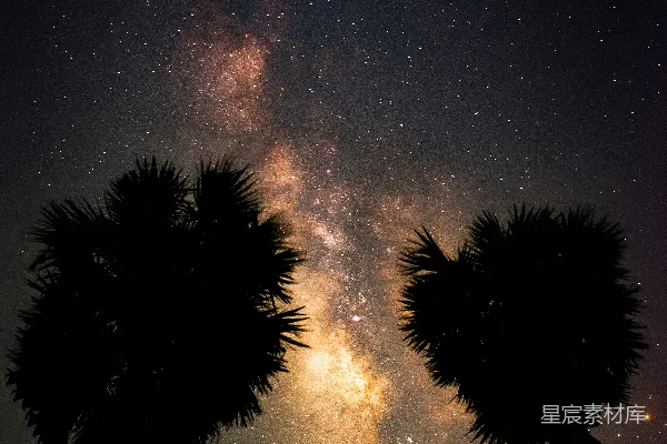 高清摄影 星河与棕榈树的浪漫之夜
